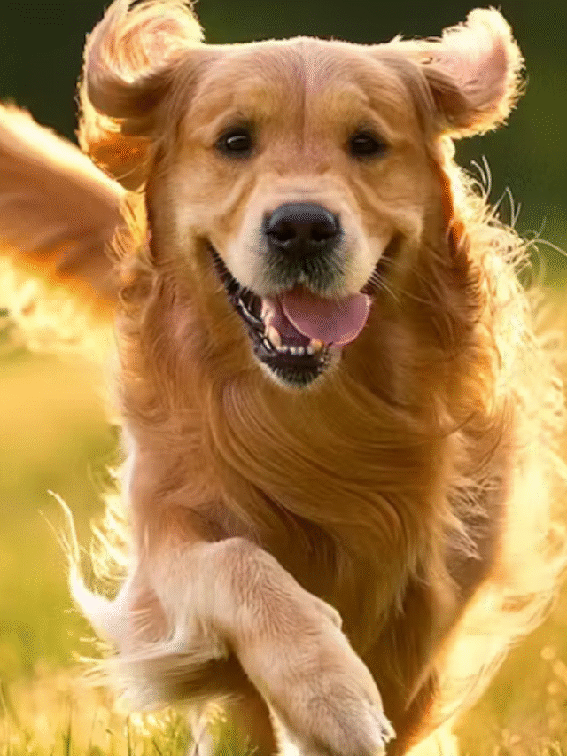 cover dog
